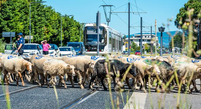 La transhumance traverse la Métropole