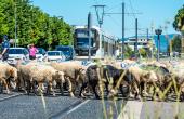 La transhumance traverse la Métropole