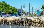 La transhumance traverse la Métropole 