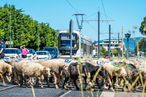 La transhumance urbaine sensibilise le public aux enjeux des filières locales